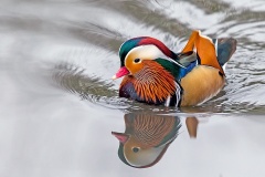 Mandarin Duck [Aix galericulata] 