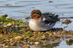 Eurasian Teal [Anas crecca] 