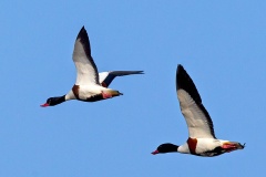 Common Shelduck [Tadorna tadorna] 