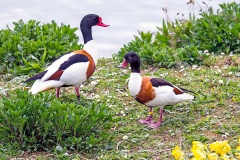 Common Shelduck [Tadorna tadorna] 