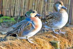 Baikal Teal [Sibirionetta formosa]