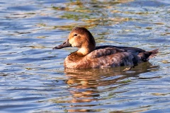 Common Pochard [Aythya ferina] 