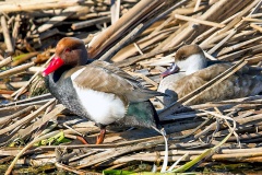 Red-crested Pochard [Netta rufina] 