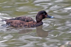 Hardhead [Aythya australis] 
