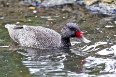 Freckled Duck [Stictonetta naevosa] 