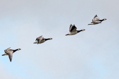 Barnacle Goose [Branta leucopsis] 