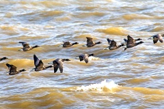 Brant Goose [Branta bernicla bernicla]