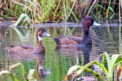 Southern Pochard [Netta erythrophthalma brunnea] 