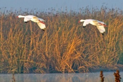 Coscoroba Swan [Coscoroba coscoroba]