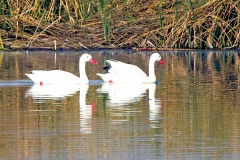 Coscoroba Swan [Coscoroba coscoroba]