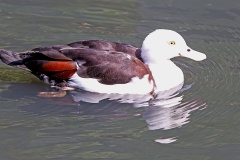 Radjah Shelduck [Radjah radjah] 