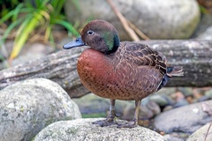 Auckland Teal [Anas aucklandica] 