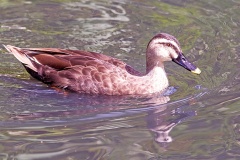 Eastern Spot-billed Duck [Anas zonorhyncha] 