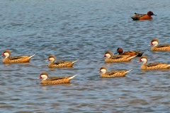 White-cheeked Pintail [Anas bahamensis rubrirostris] 