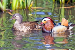 Mandarin Duck [Aix galericulata] 