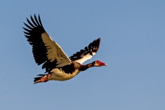 Spur-winged Goose [Plectropterus gambensis gambensis]