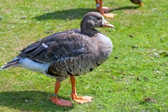 Greater White-fronted Goose [Anser albifrons flavirostris]