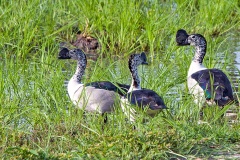 Knob-billed Duck [Sarkidiornis melanotos]