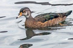 Wood Duck [Aix sponsa] 