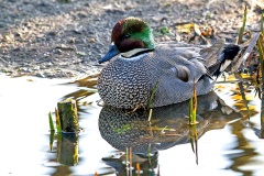 Falcated Duck [Mareca falcata] 