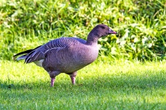 Pink-footed Goose [Anser brachyrhynchus] 