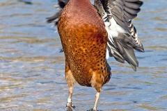 Chestnut Teal [Anas castanea] 
