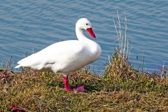 Coscoroba Swan [Coscoroba coscoroba] 