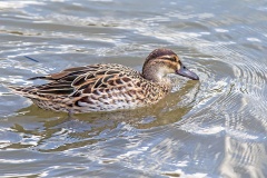 Garganey [Spatula querquedula] 