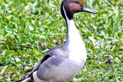 Northern Pintail [Anas acuta] 