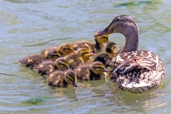Mallard [Anas platyrhynchos platyrhynchos] 
