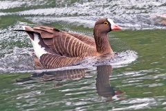 Lesser White-fronted Goose [Anser erythropus] 