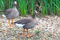 Lesser White-fronted Goose [Anser erythropus] 