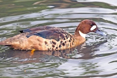 Bronze-winged Duck [Lophonetta specularioides] 