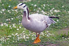 Bar-headed Goose [Anser indicus] 