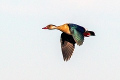 Brazilian Teal [Amazonetta brasiliensis ipecutiri] 