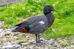 Paradise Shelduck [Tadorna variegata] 