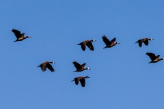 White-faced Whistling Duck [Dendrocygna viduata] 