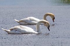 Mute Swan [Cygnus olor] 