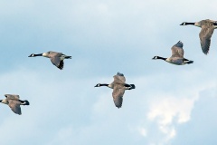 Canada Goose [Branta canadensis] 