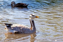Bar-headed Goose [Anser indicus] 