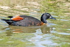 Australian Shelduck [Tadorna tadornoides] 