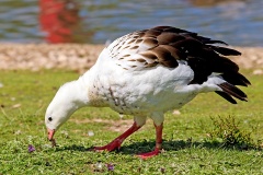 Andean Goose [Chloephaga melanoptera] 