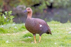 Upland Goose [Chloephaga picta] 