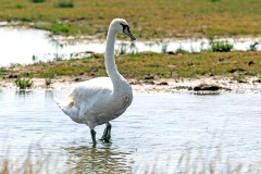 Mute Swan [Cygnus olor] 