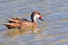 White-cheeked Pintail [Anas bahamensis galapagensis] 
