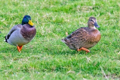 Mallard [Anas platyrhynchos platyrhynchos] 