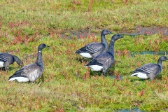 Brant Goose [Branta bernicla bernicla] 