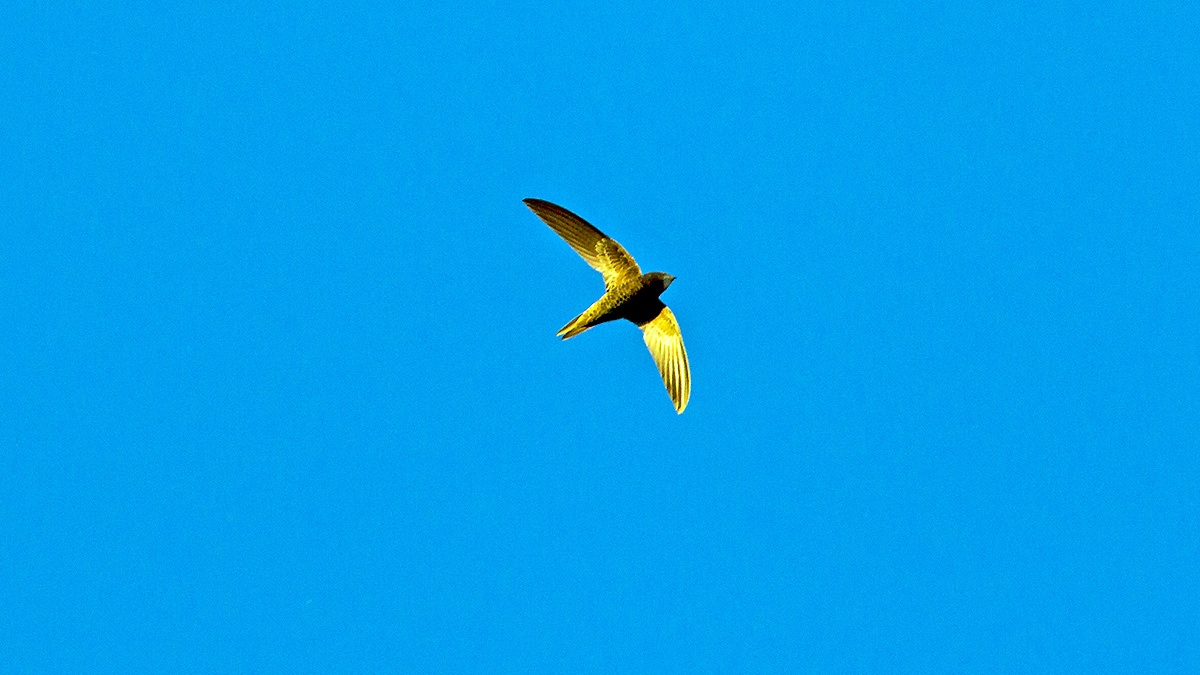 African Black Swift [Apus barbatus barbatus]