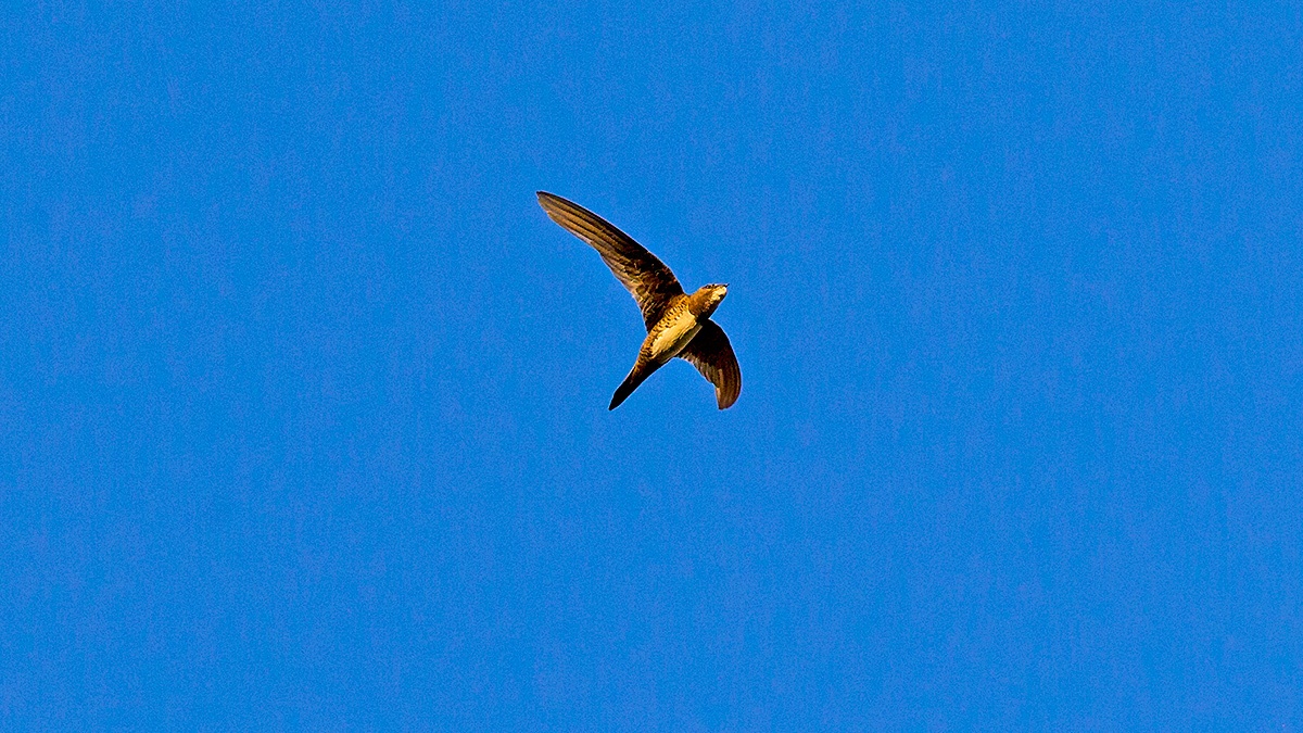 Alpine Swift [Tachymarptis melba africanus]