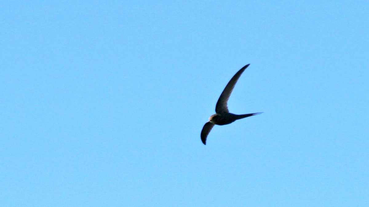 African Palm Swift [Cypsiurus parvus myochrous]